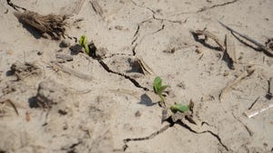 soybean seedlings growing through cracks in crusted soil
