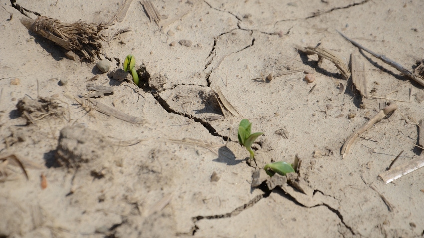 soybean seedlings growing through cracks in crusted soil soybean seedlings growing through cracks in crusted soil