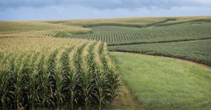  Corn and soybeans grow on a farm near Tipton, Iowa, on July 13, 2018.