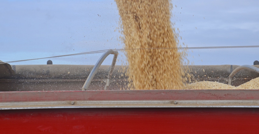 grain pouring into cart at harvest