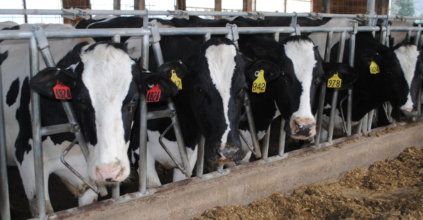 Holstein dairy cows at feed bunk