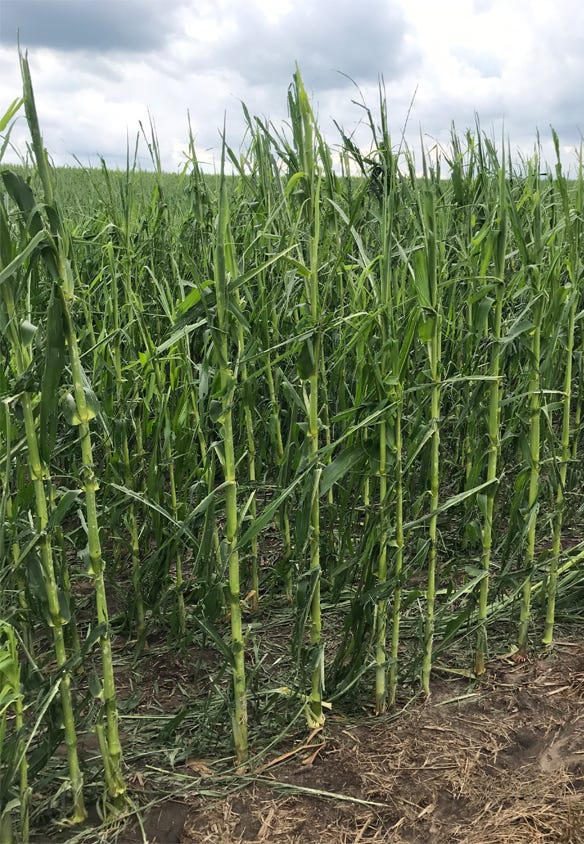 Hail damaged  cornfield in eastern Iowa when a storm went through the area on July 11