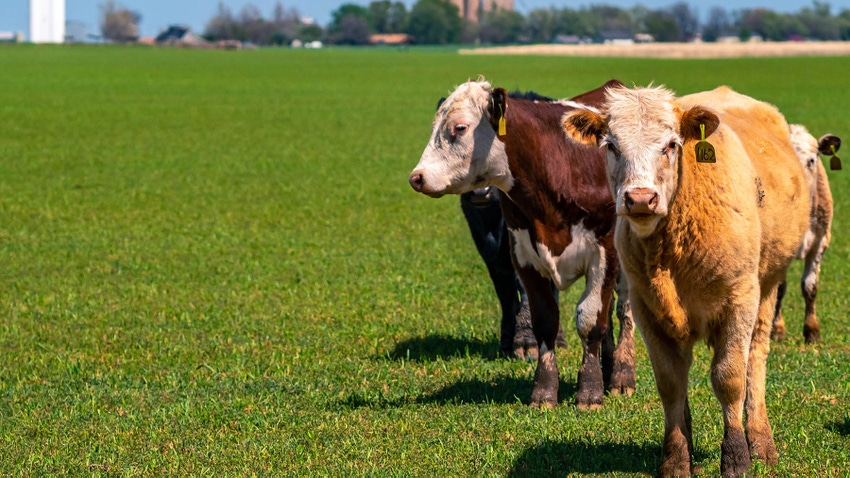 wheat-cattle-grazing