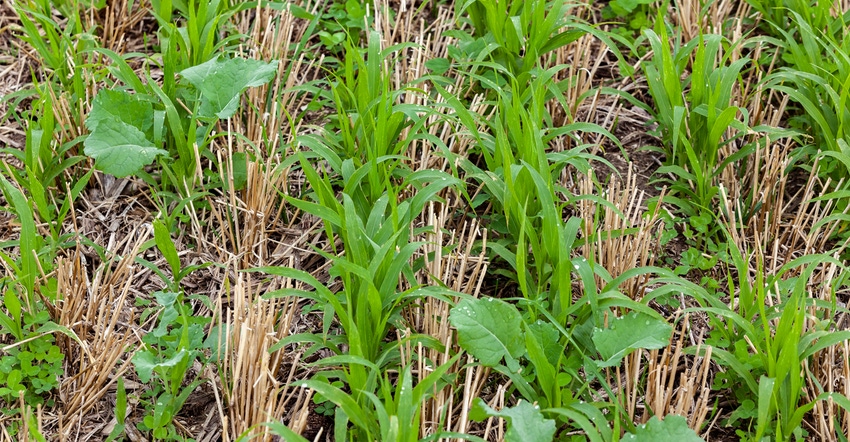 Rows of cover crops