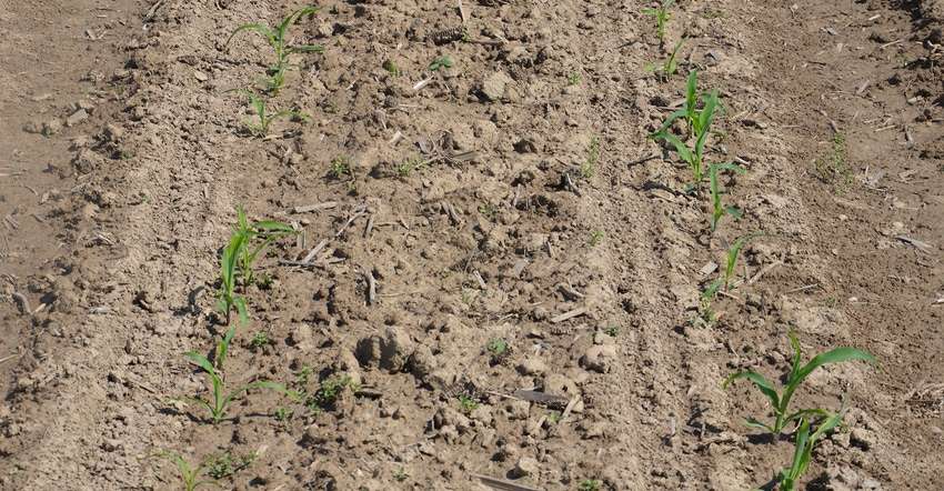 corn seedlings in a field corn seedlings in a field