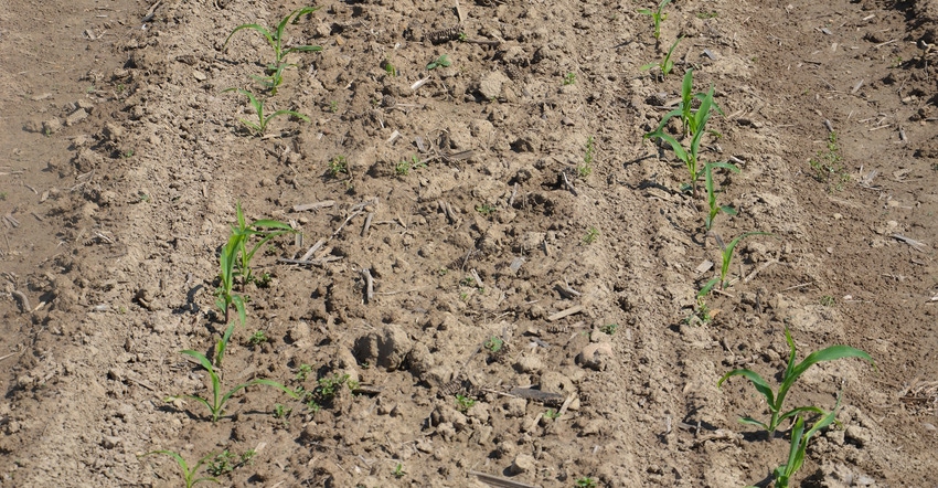 corn seedlings in a field