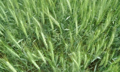 winter wheat weeds
