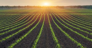 Corn field. Morning landscape with sunlight