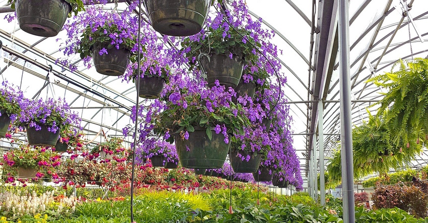 Inside of a nursery showing many plants and flowers.