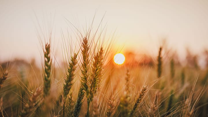 Where does wheat go from here?