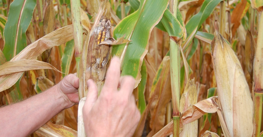 damaged, moldy ear of corn