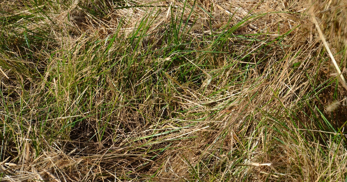 Soil test results determine hay, pasture ground