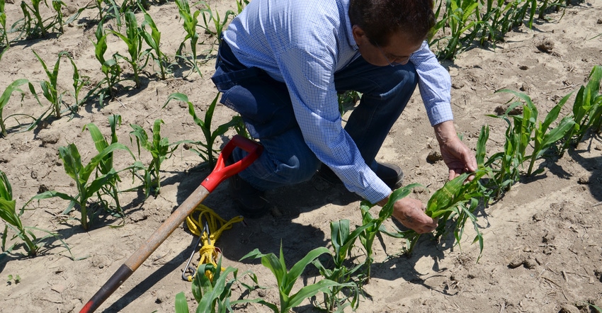 Dave Nanda checking young cornfield