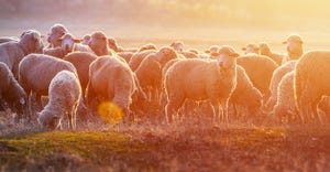 sheep in field at sunset