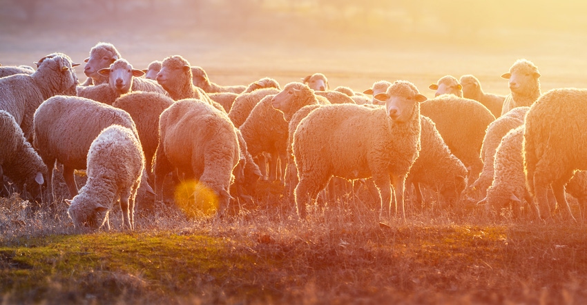 sheep in field at sunset