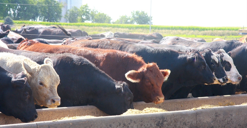 Cattle in feedlot Cattle in feedlot