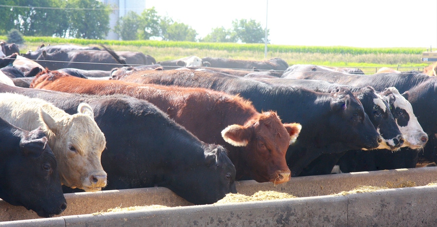 Cattle in feedlot