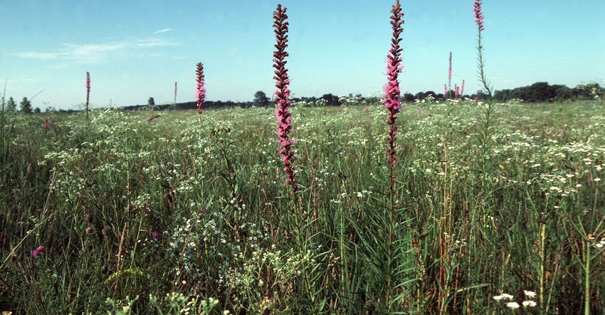 Tall grass prairie flowering plants - Forbs - Dense Blazing Star - Purple - and Flowering Spurge - White.