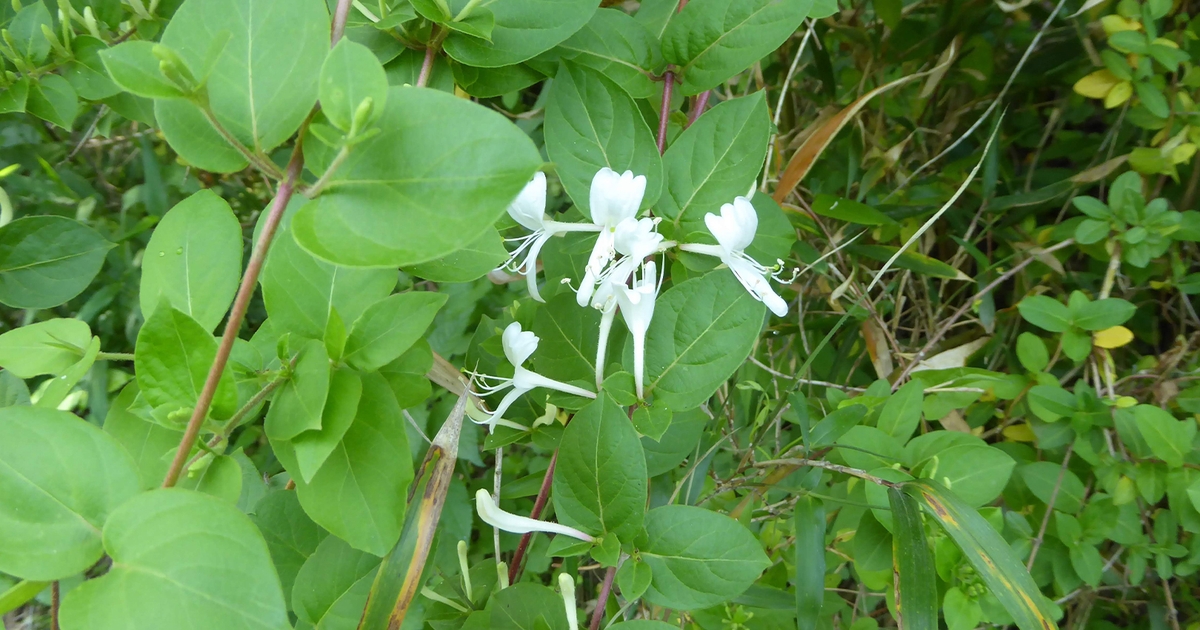 Minnesota adds 6 new weeds to state’s Noxious Weed List Farm Progress