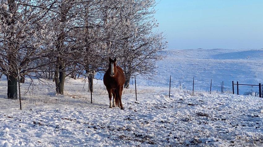 Horse in a snow covered pasture