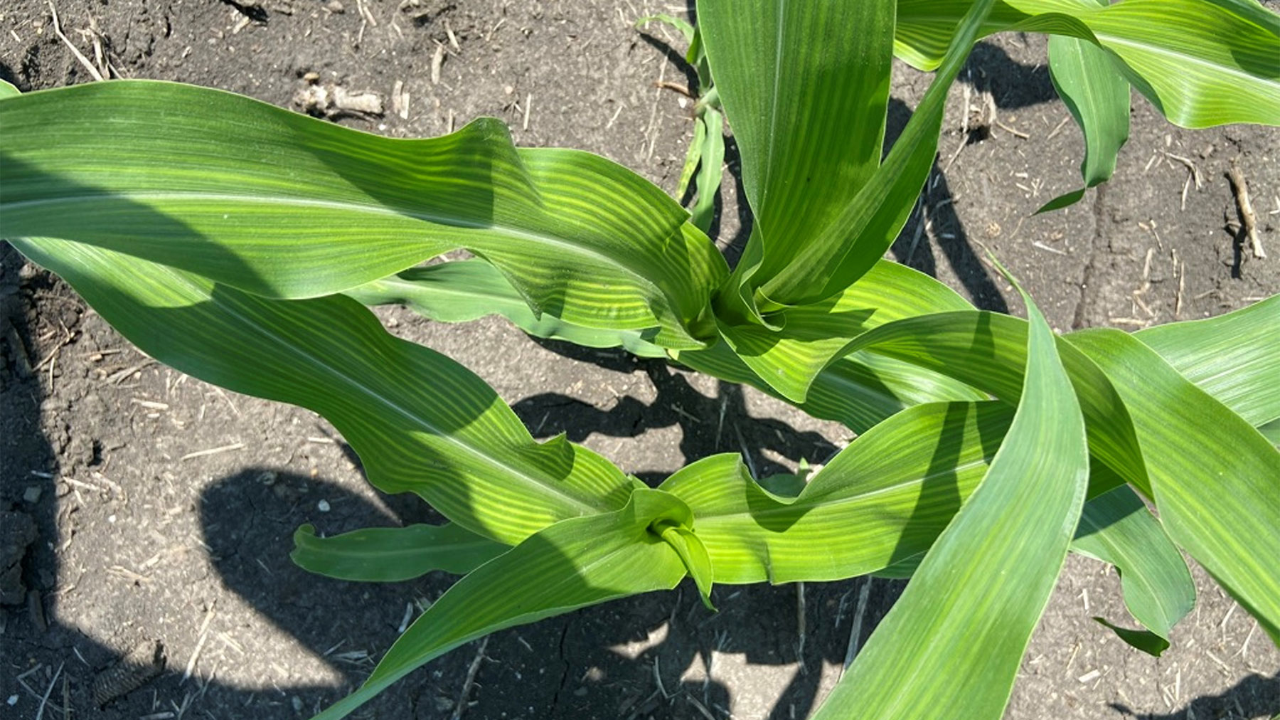 Nitrogen and sulfur work together in corn farming