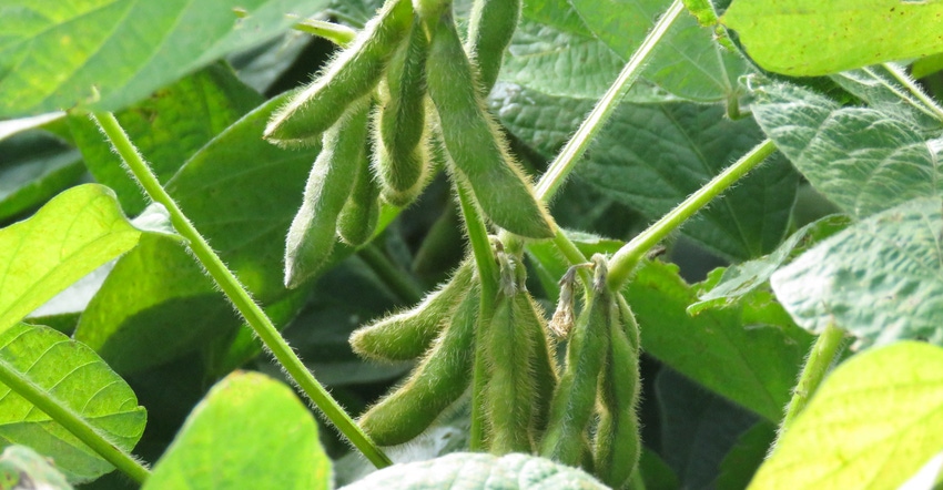Closeup of soybean pods