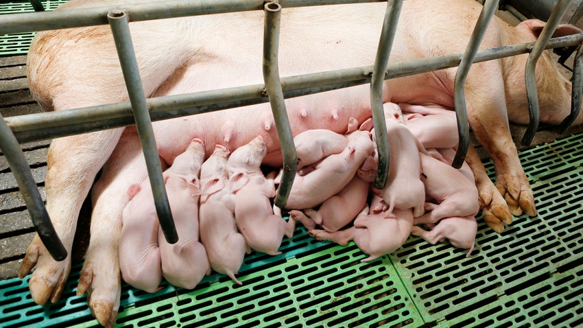 Sow and piglets in pig farrowing pen