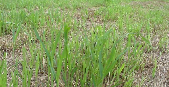 wheat-field-with-armyworm-and-cutworm-infestation-770.png