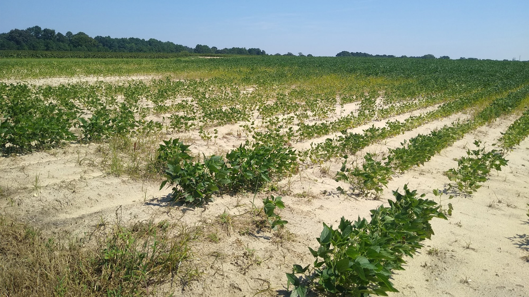 nematode damaged soybeans