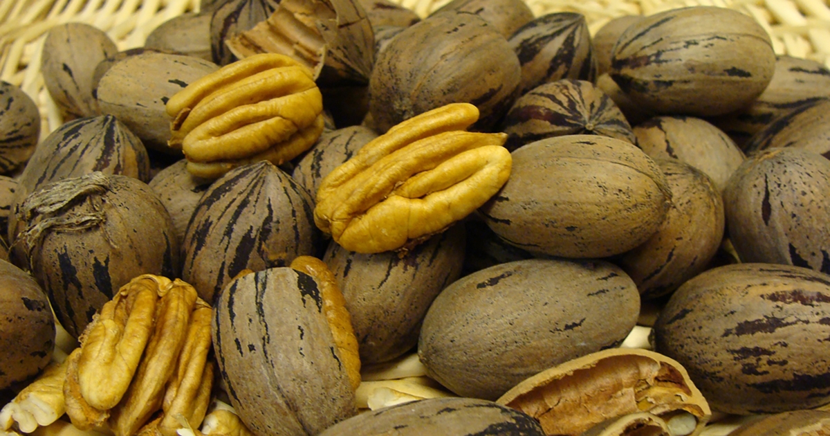 Arkansas to cohost pecan tour May 18