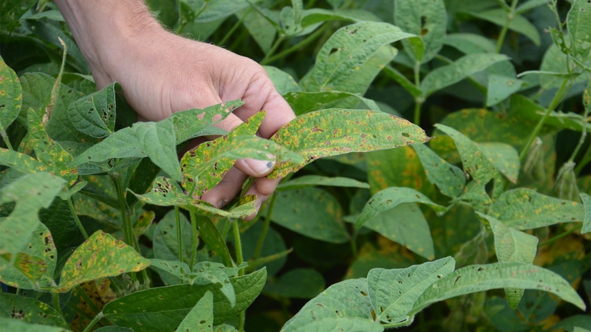 hand holding soybean leaves with yellow and brown spots