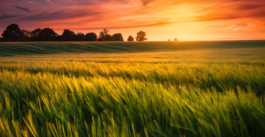 Wheat field with sunset