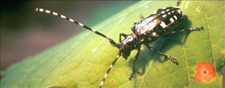 Eradication program in full swing after discovery of Asian longhorned ...