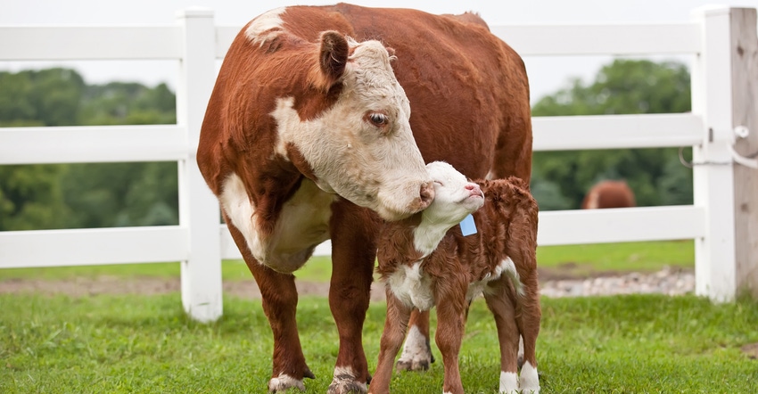 cow and calf in field cow and calf in field