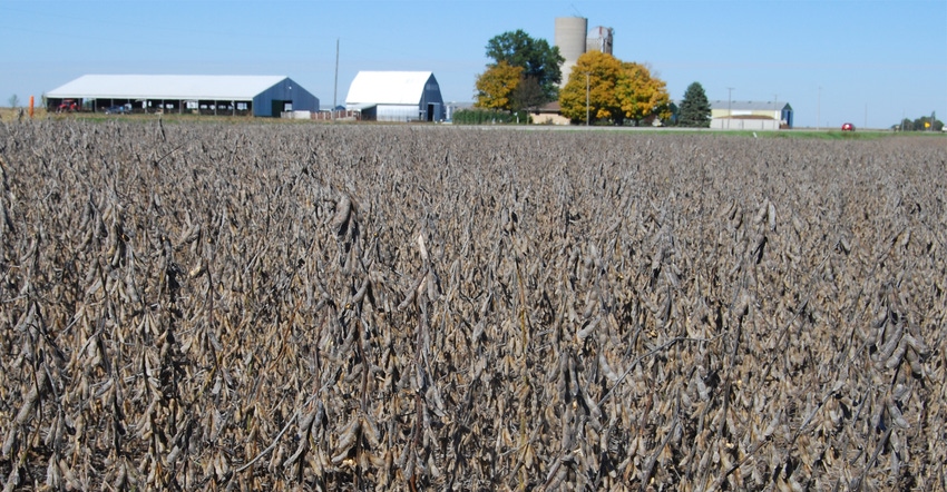 Soybean field with farm in background