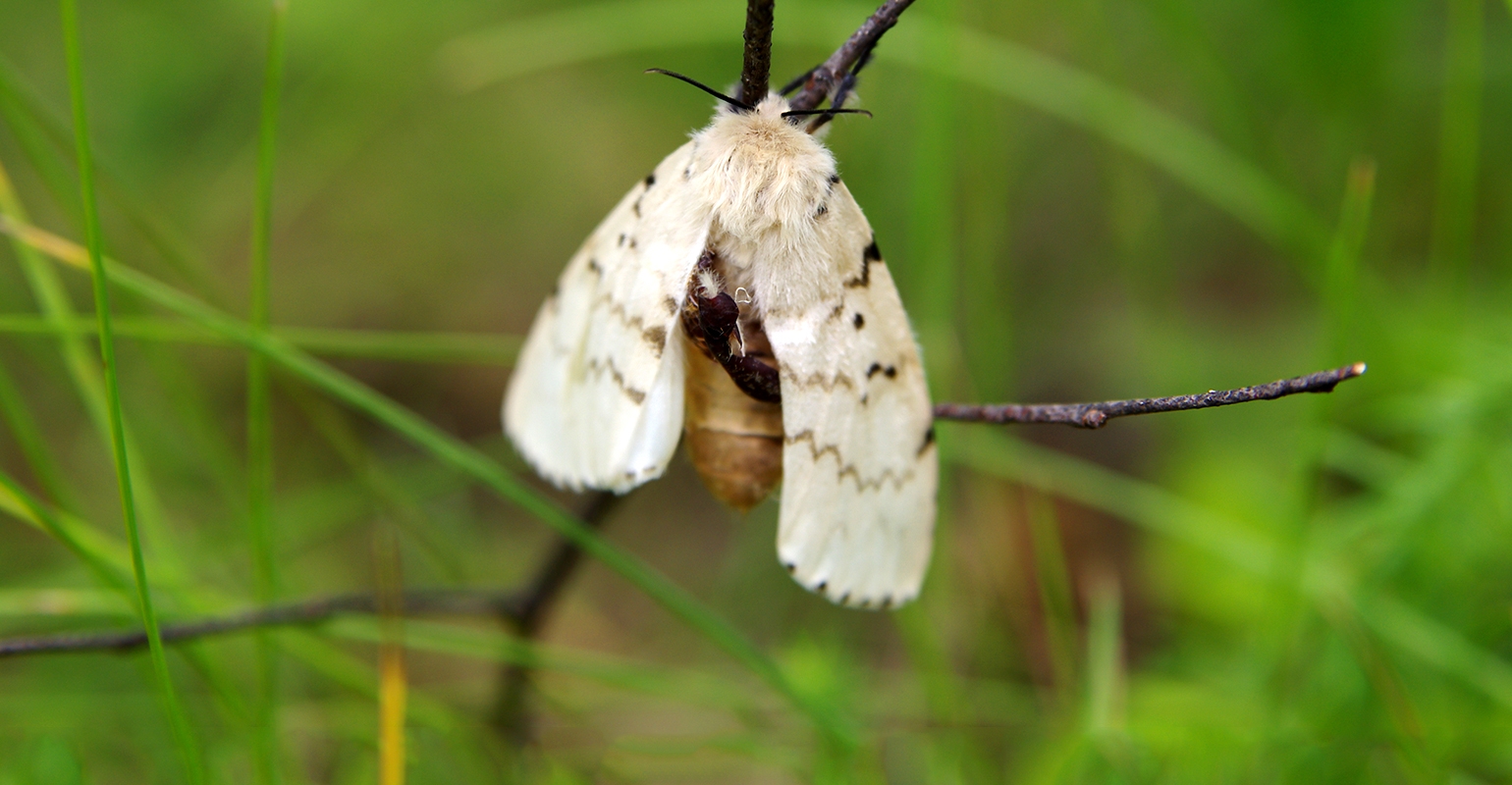 Gypsy moth sprays proposed in Kitsap