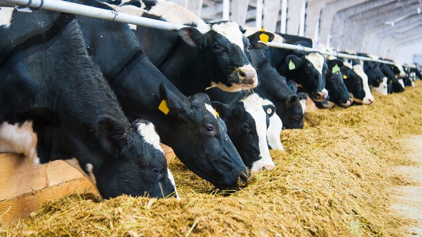Footbaths improve dairy cow hoof health