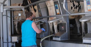 Man working at milking machines with dairy cows