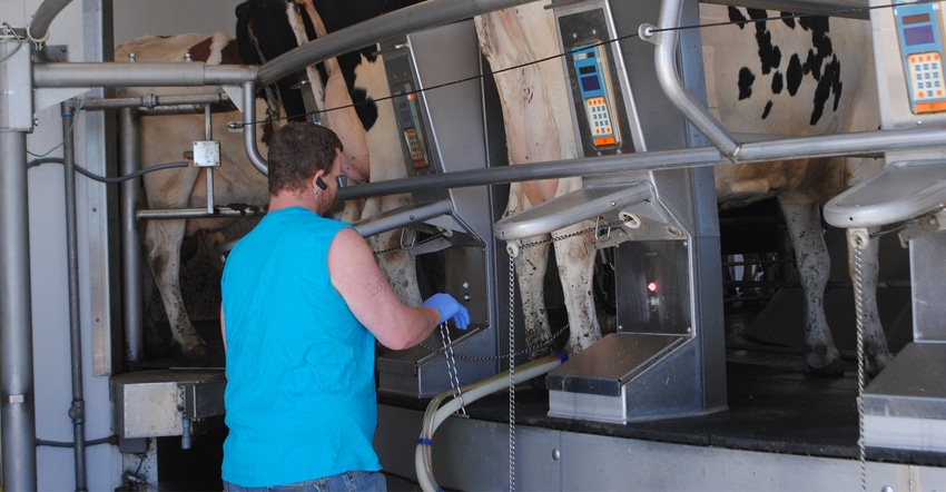 Man working at milking machines with dairy cows