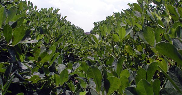 The top seven peanut insect pests, as listed by Georgia producers