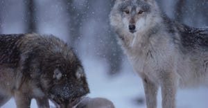 wolves in the snow