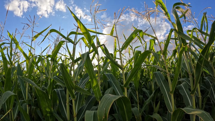 How bad will corn sweat be this summer?
