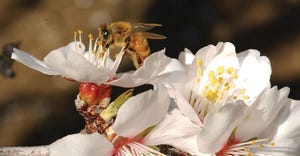 TNFP0204-garvey-pollination-1.jpg