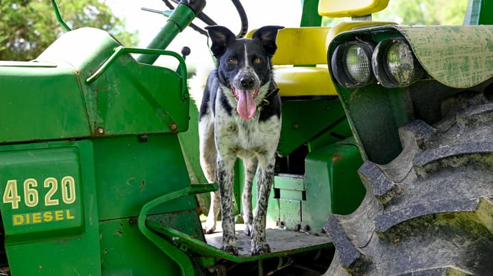 Meet the 2026 Prairie Farmer Favorite Farm Dog Contest winners