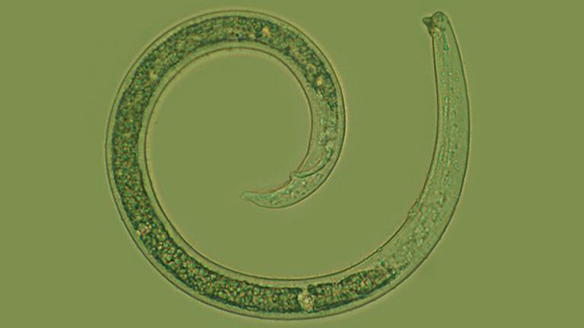 reniform-nematode