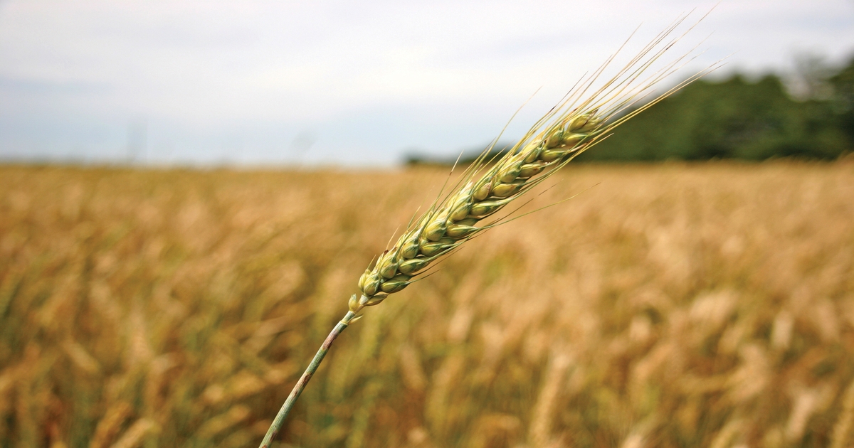 Winter wheat planting under way in Arkansas
