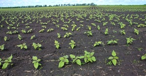 Sunflowers seedlings in field