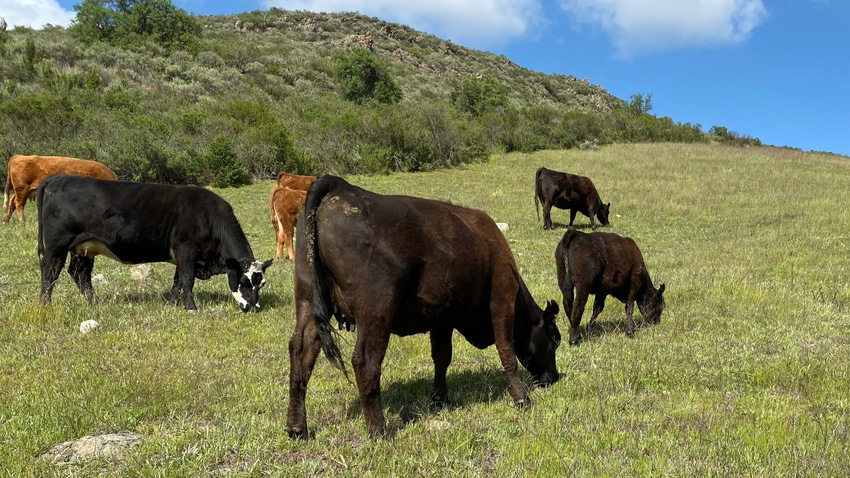 Cattle graze