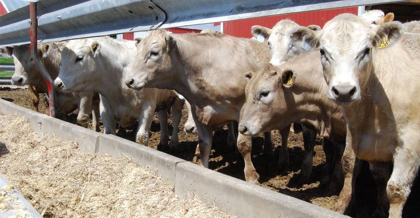 calves in a row feeding