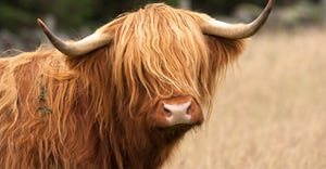 closeup of Scottish highland cow